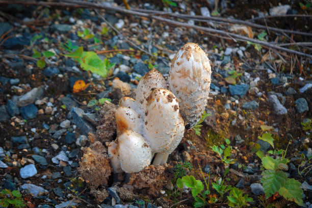 coprinus