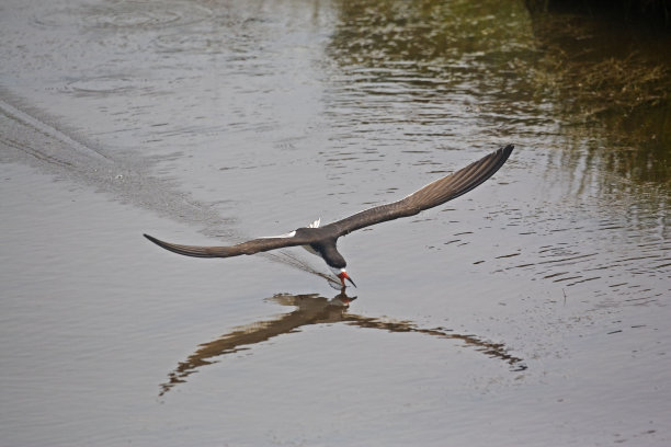 skimmer