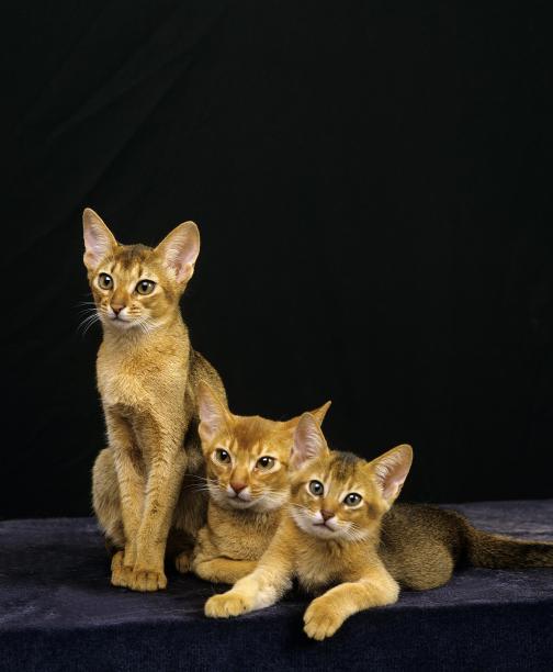 abyssinian猫