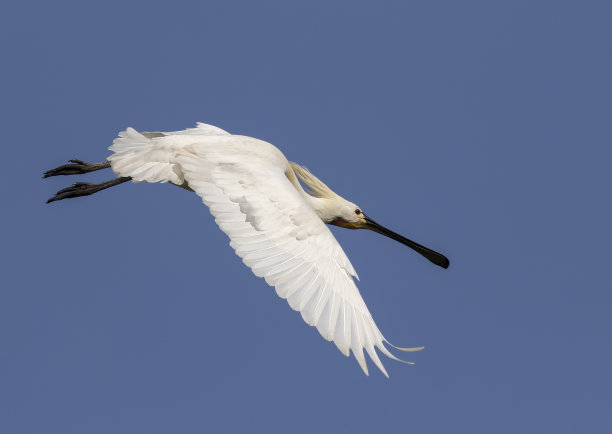 spoonbill