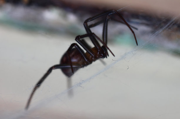 arachnid