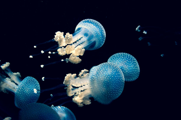 深海水因子自然元素