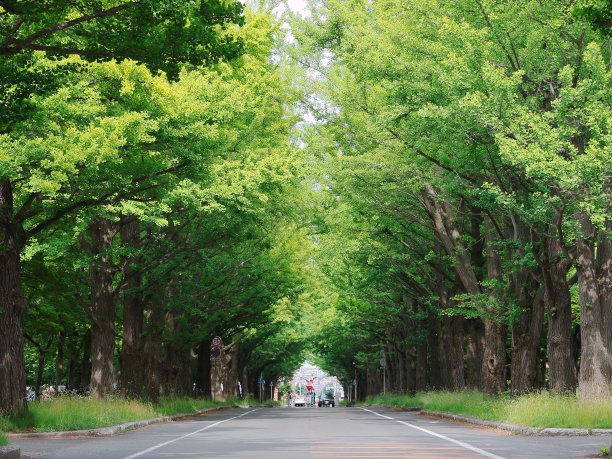 avenue