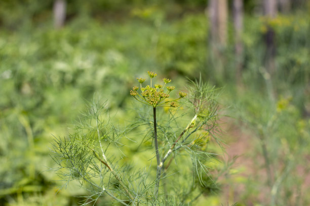 dill
