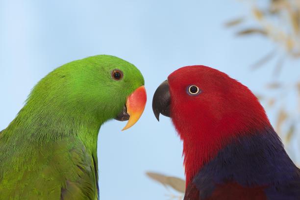 eclectus