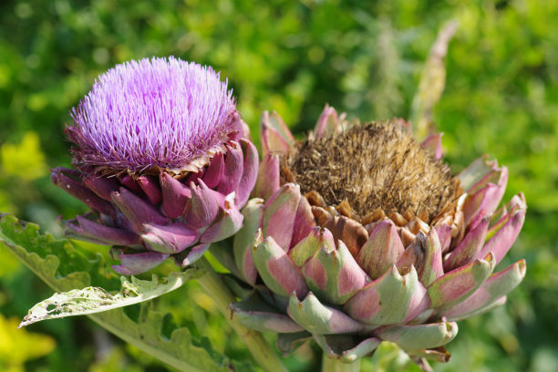 artichoke