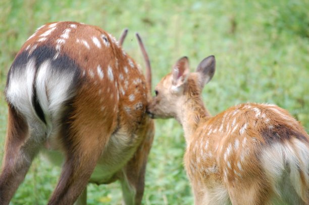 doe