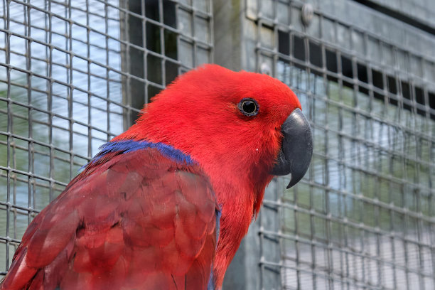 eclectus