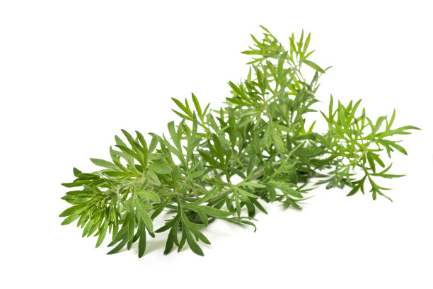 mugwort