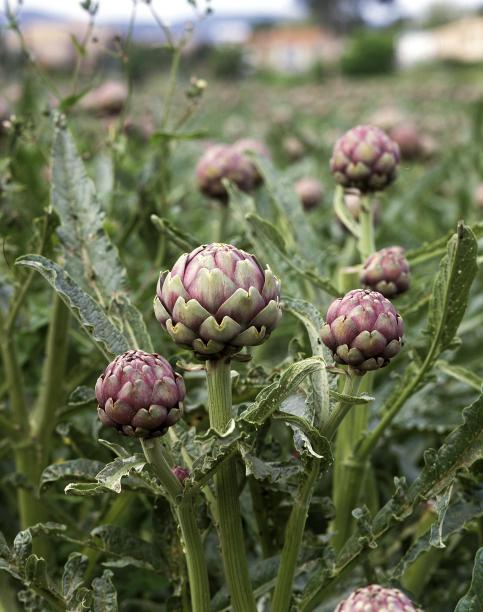 artichoke
