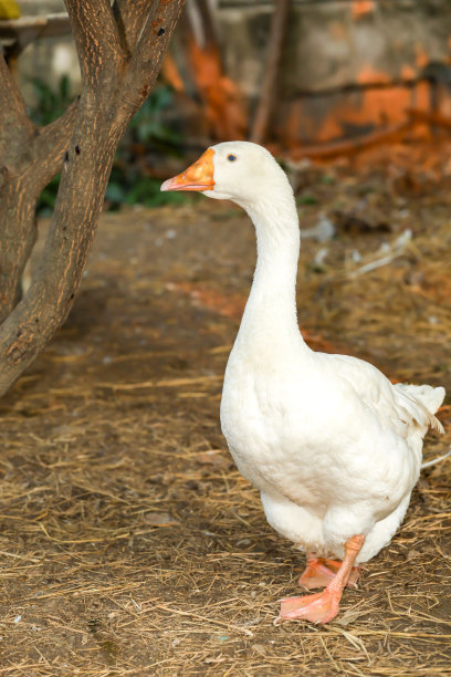 goose