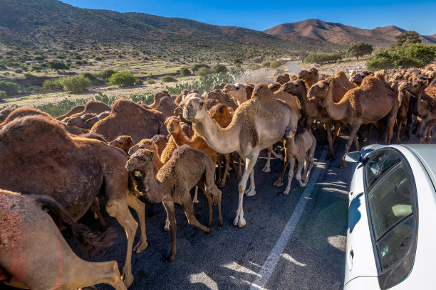 convoy