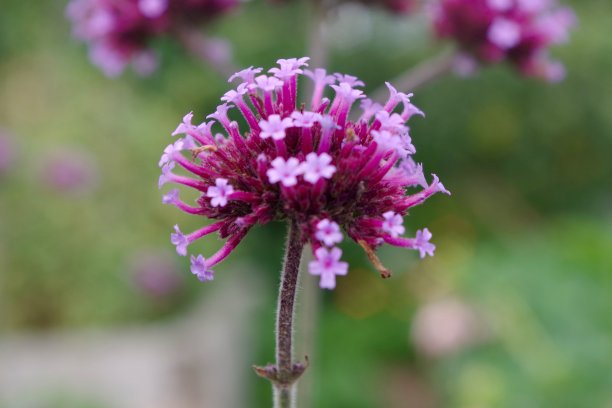 verbena
