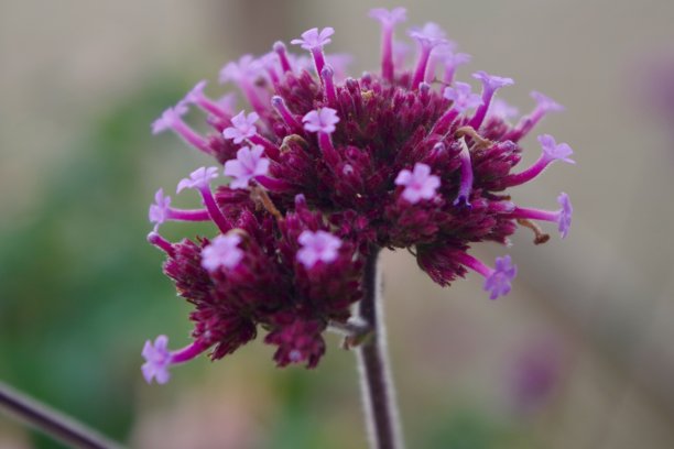 verbena