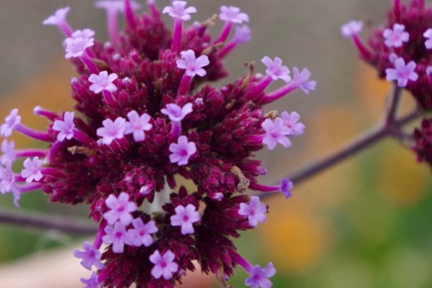 verbena