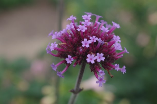 verbena