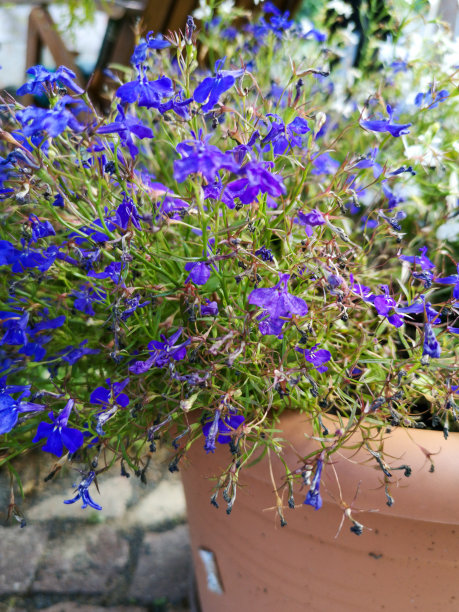 lobelia