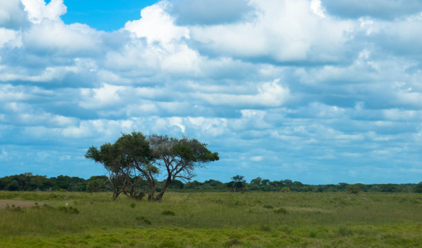 savanna