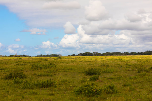 savanna