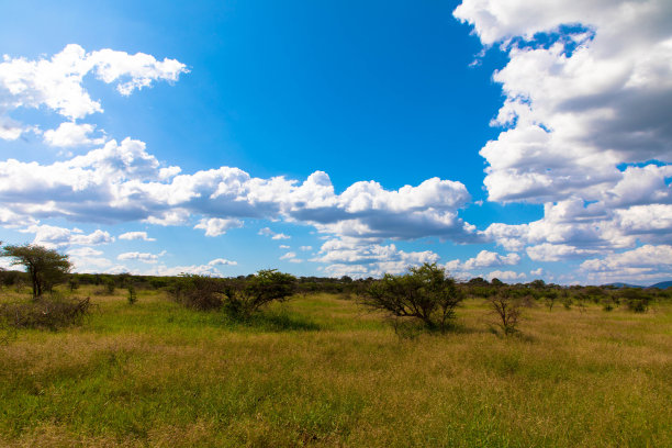 savanna