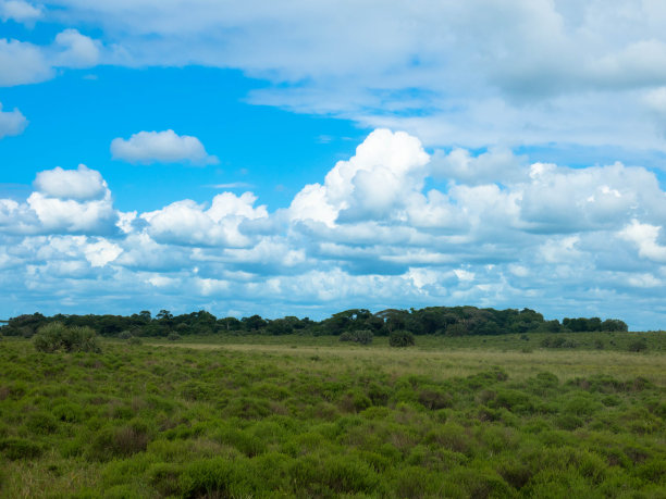 savanna