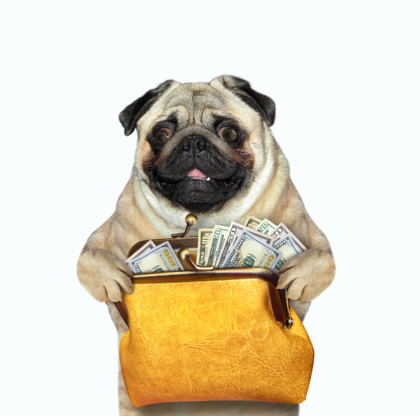 pug