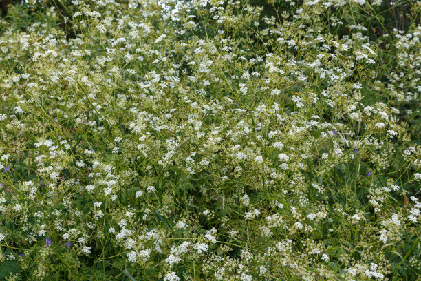 overgrown