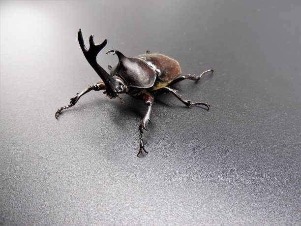 lucanus