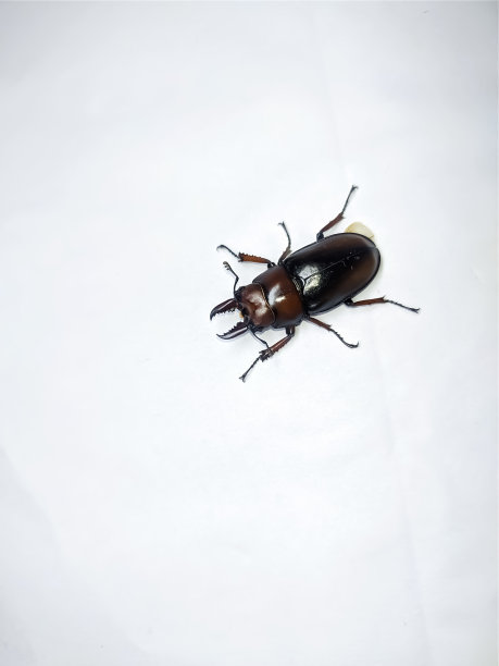 beetles