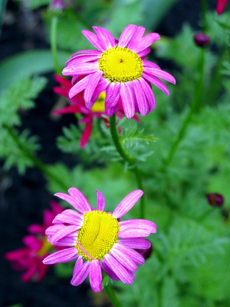 pyrethrum
