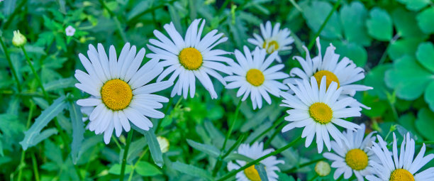 pyrethrum