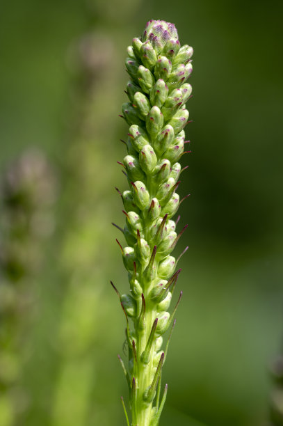 liatris