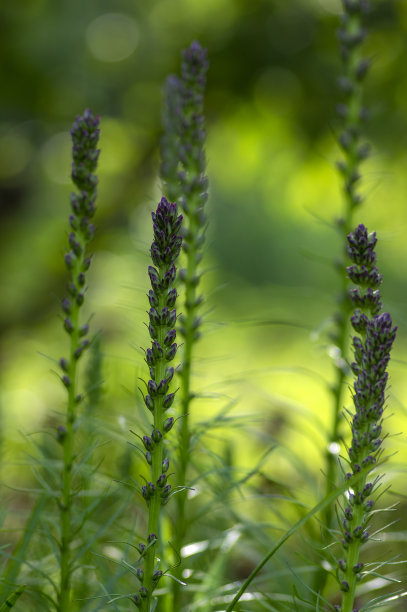 liatris
