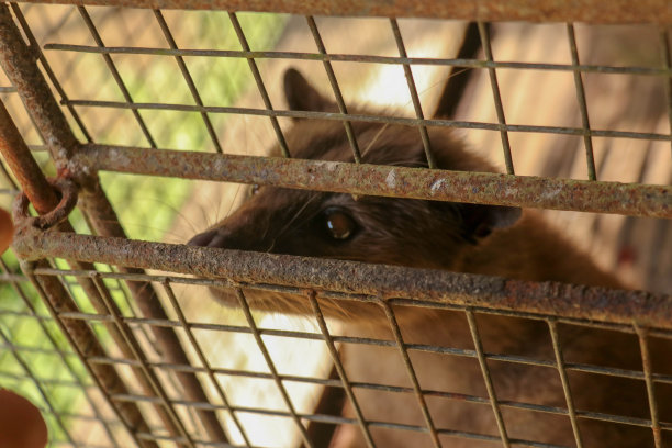 captivity