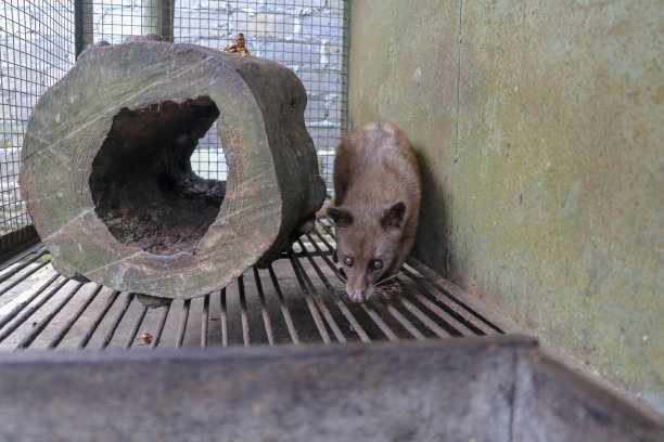 civet