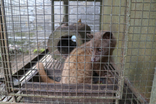 captivity