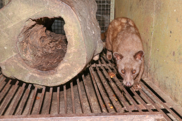 civet