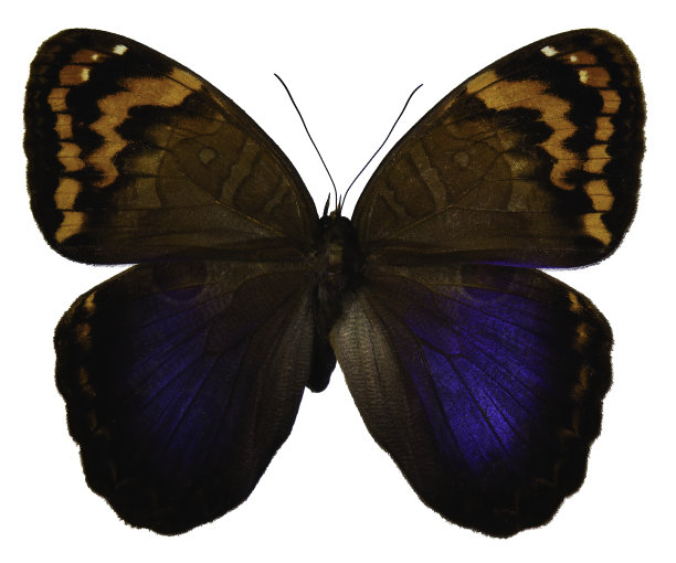 morpho