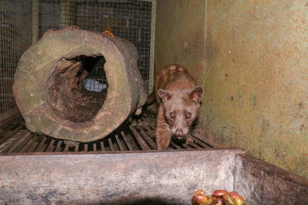 civet
