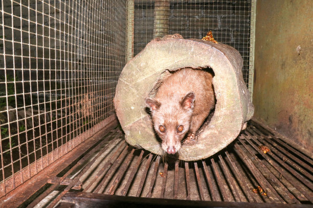 captivity
