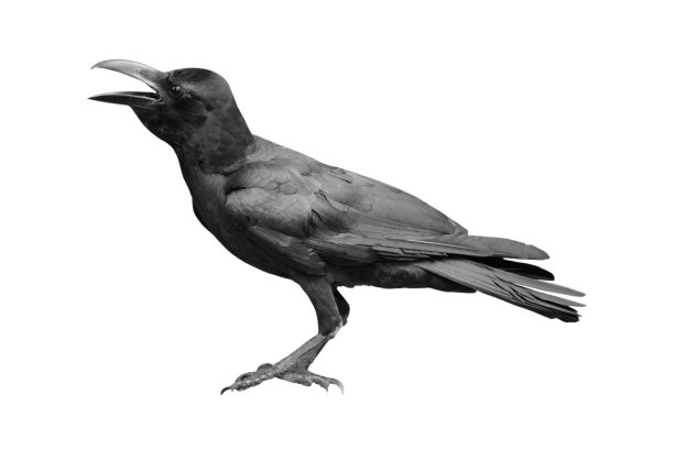 raven