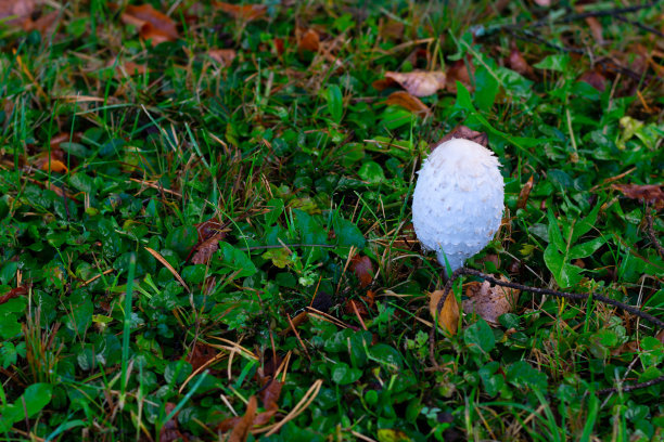 coprinus