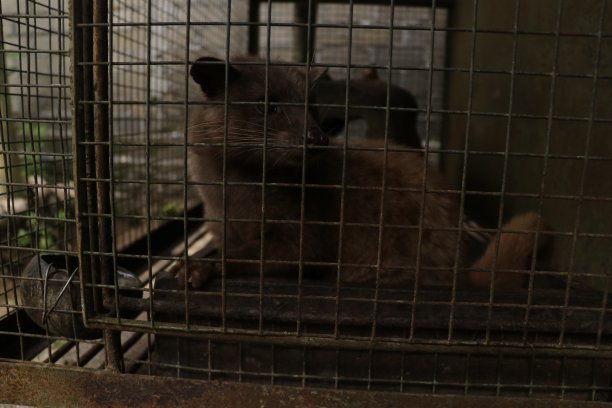 civet