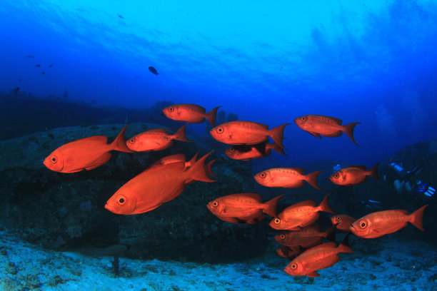 snapper