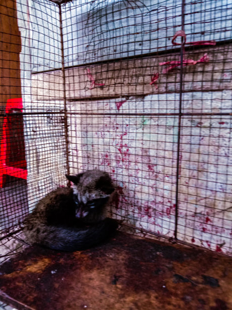civet