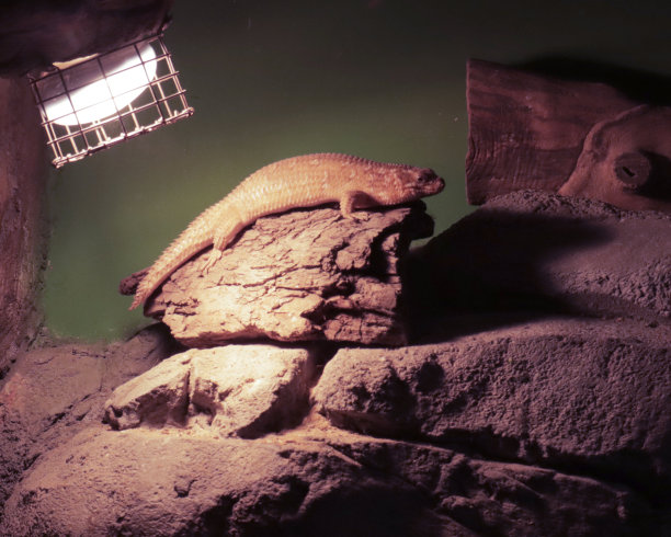 physignathus
