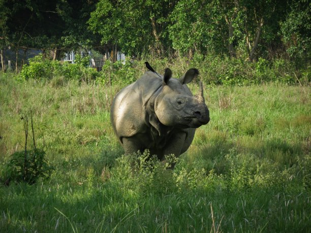 chitwan