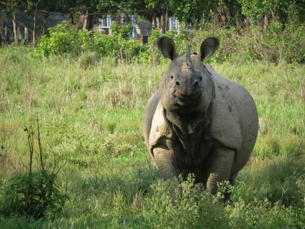 chitwan