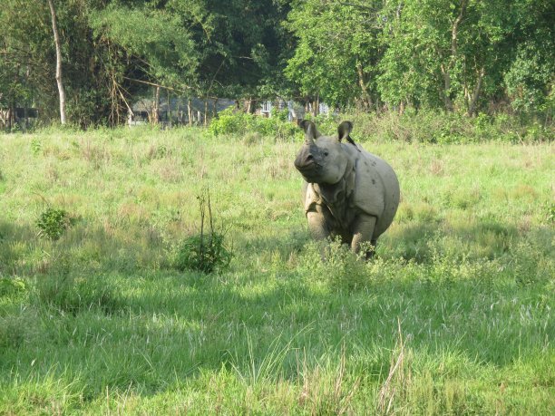 chitwan