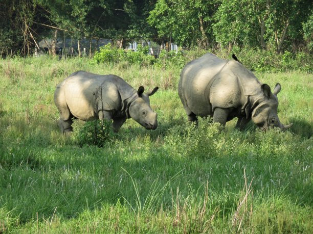 chitwan